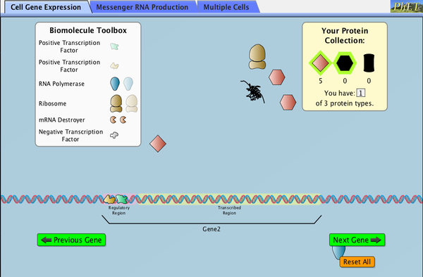 Gene Expression The Basics Gene Expression DNA Transcription Protein Synthesis PhET 