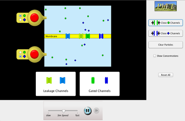 Membrane Diffusion Lab Answer Key