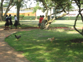 But there were still chickens wandering through campus