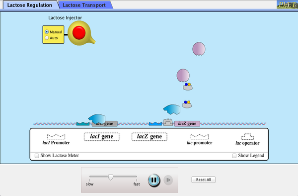 Gene Machine The Lac Operon Gene Regulation Genes Cellular Metabolism Phet Interactive Simulations