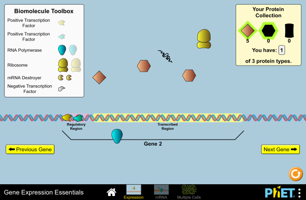 Gene Expression Essentials - Gene Expression | DNA Transcription | Protein  Synthesis - PhET Interactive Simulations