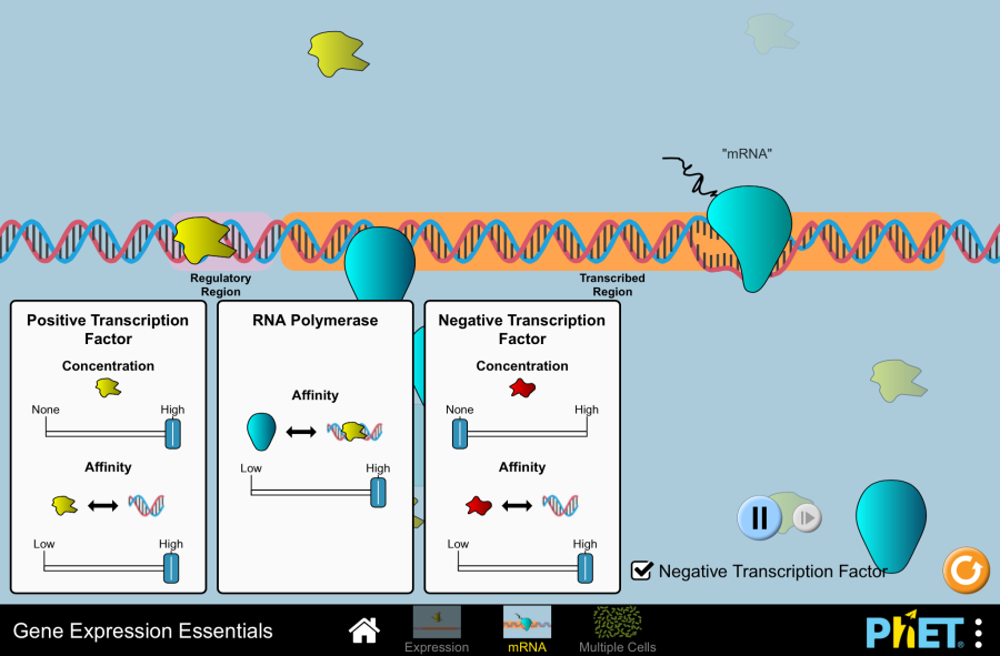 Gene Expression Essentials Gene Expression DNA Transcription
