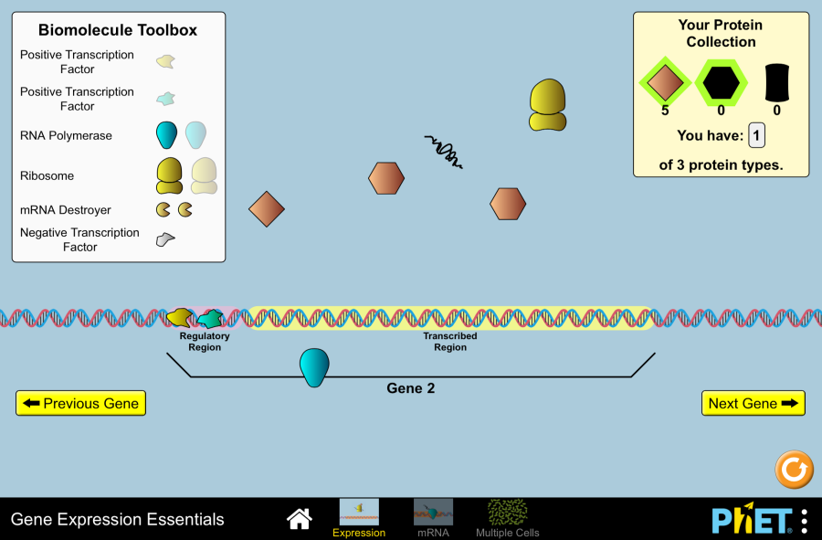 Expresión génica Fundamentos Expresión Génica Transcripción de
