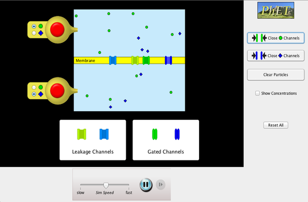 Screenshot of the simulation Membrane Channels